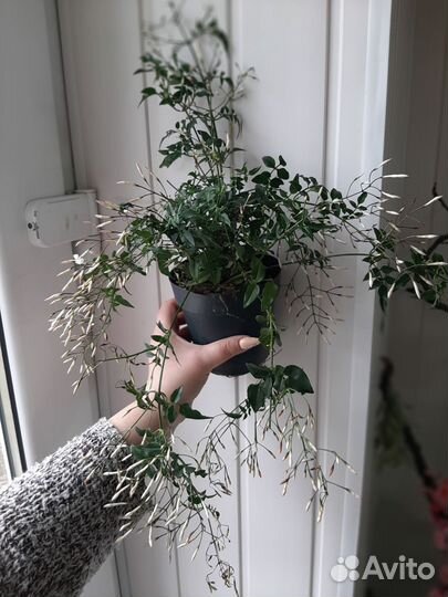 Комнатные растения цветы