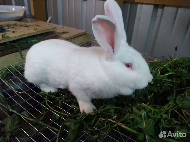 Кролик белый паннон