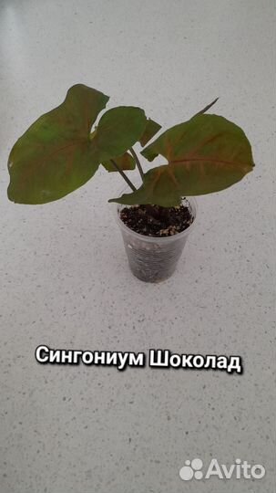 Комнатные растения