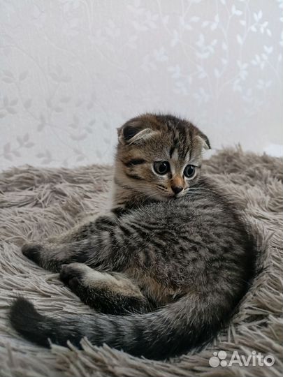Шотландские котята