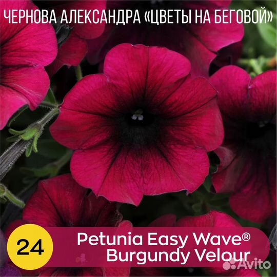 Петуния, Алиссум, будра, лизимахия