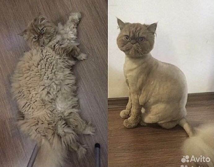 Груминг кошек с выездом
