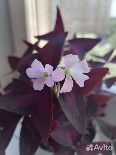 Кислица (цветок счастья)