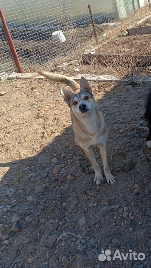 Собака в дар