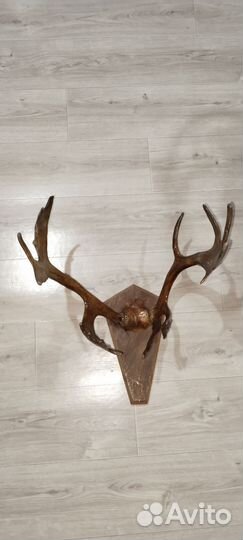 Рога оленя