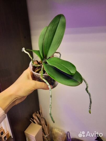 Орхидея дендробиум Mini Kai Dao