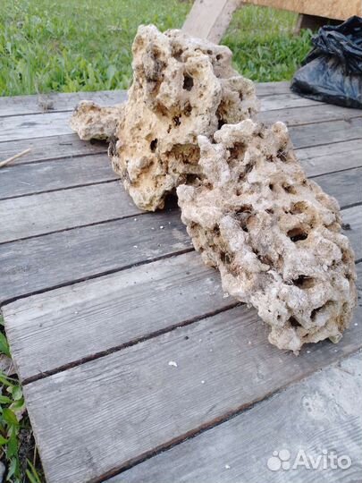 Кораллы в аквариум