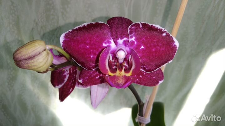 Орхидея фаленопсис