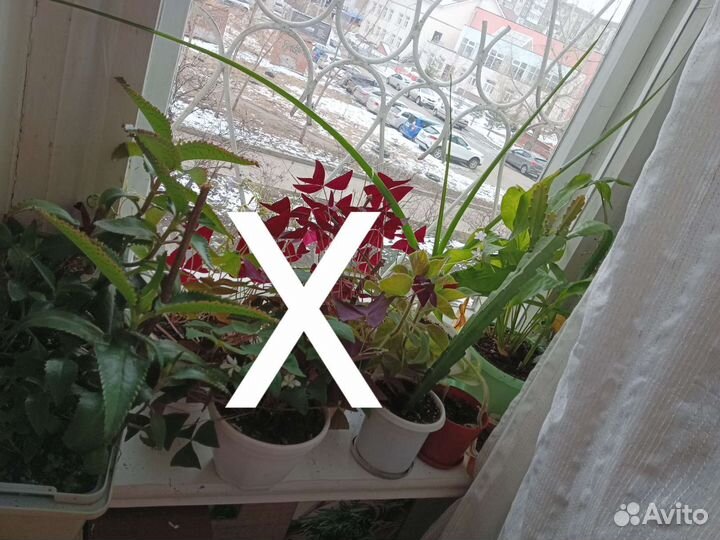 Цветы домашние