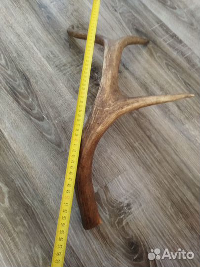 Рога изюбря