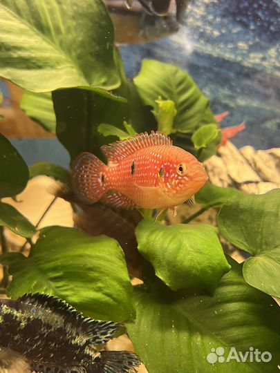 Рыбки цихлиды