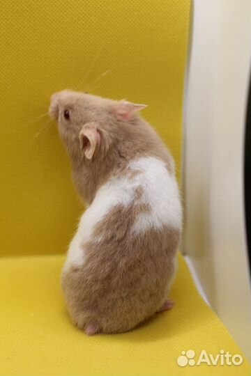 Сирийский хомяк мальчик 2 мес Юпитер