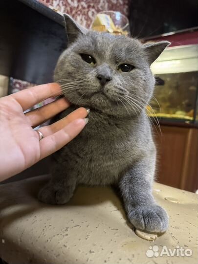 Кошк на вязку