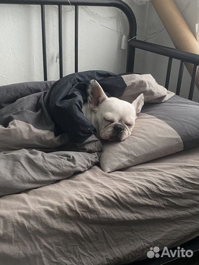 Передержка собак