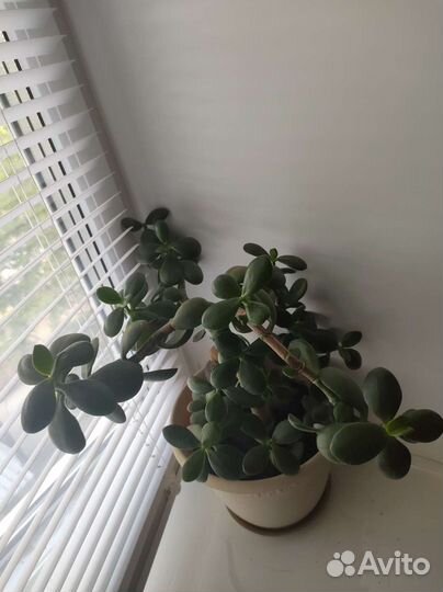 Толстянка + 6 отростков Денежное дерево