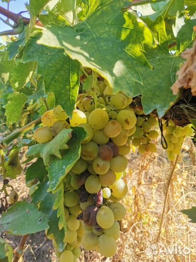 Продаю виноград сорт Ласта