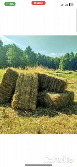 Продам сено
