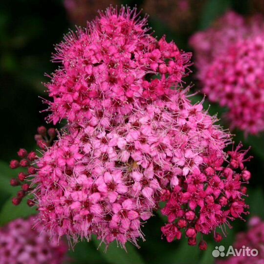 Спирея Бумальда Антони Ватерер