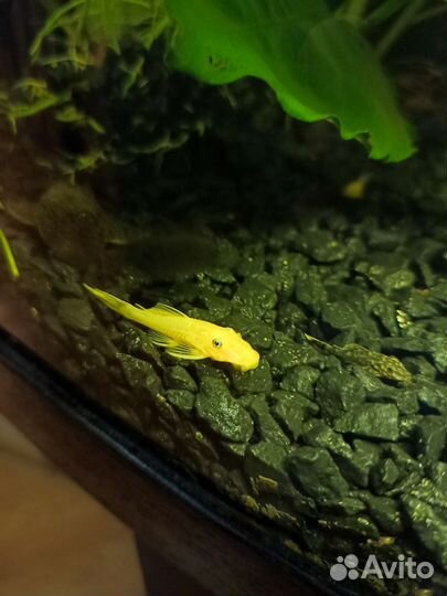 Сомики анциструсы 2 цвета