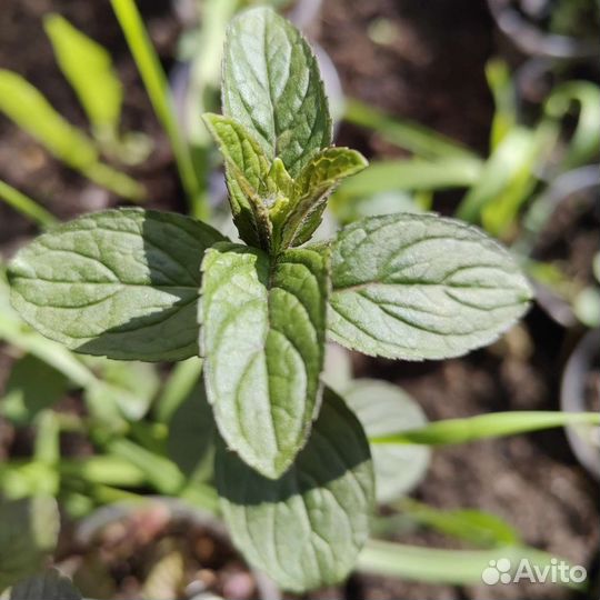 Мята сортовая коллекционная, много ароматов