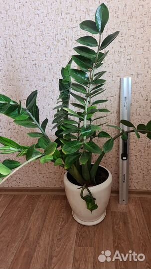 Продам цветы комнатные