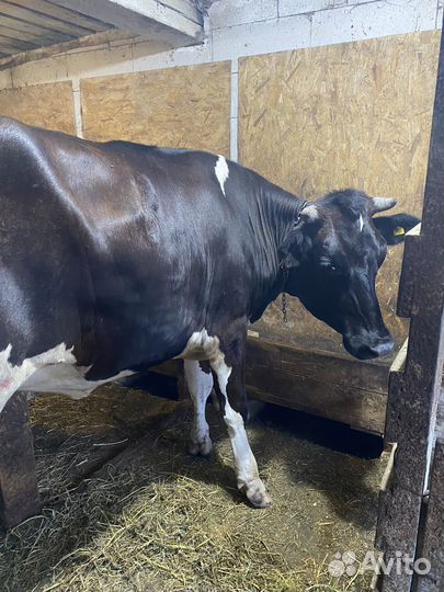 Телка сельная