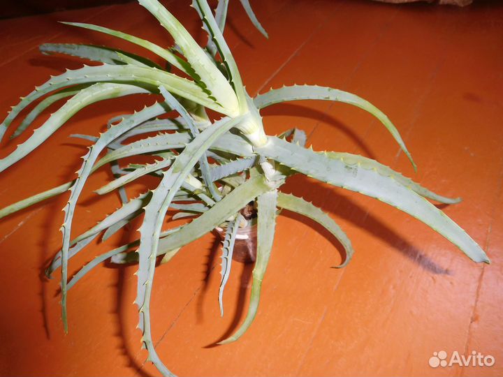 Комнатные цветы алое