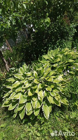 Хоста зеленая