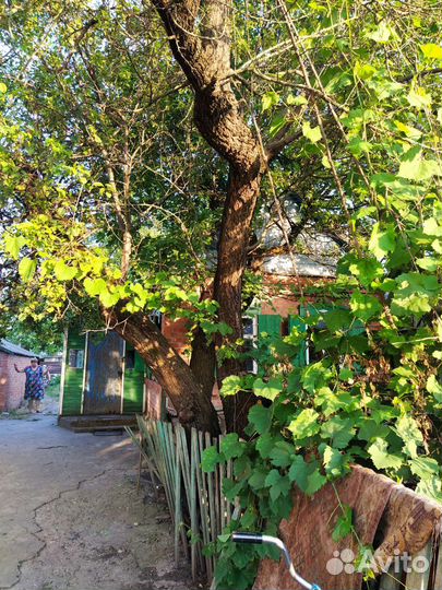 Деревья на дрова даром