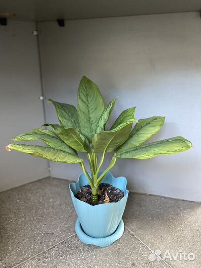 Диффенбахия