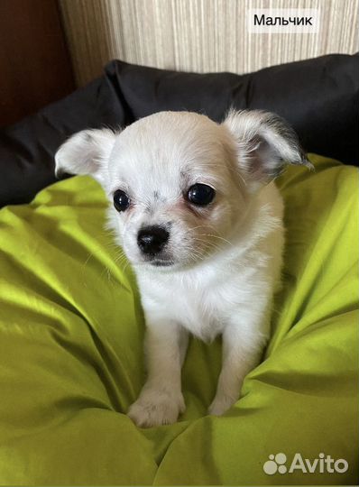 Щенки чихуахуа