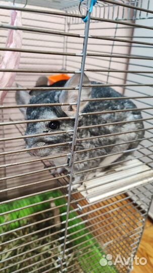 Шиншилла бесплатно