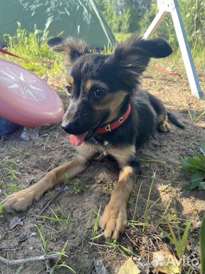 Собака в добрые руки отдам бесплатно