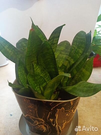 Сансевиерия