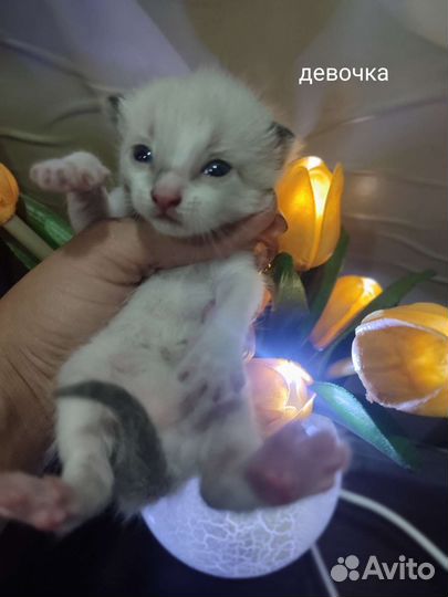 Кошка в дар