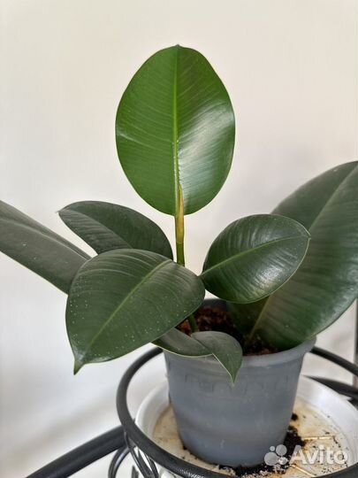 Фикус каучуконосный