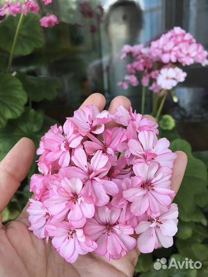 Герань махровая розовая с бутонами