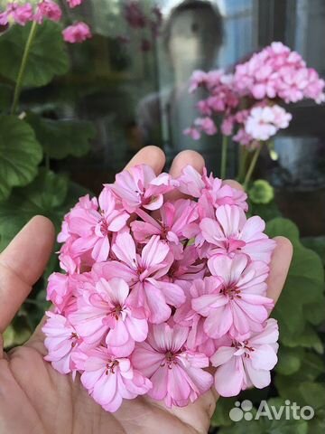 Герань махровая розовая с бутонами