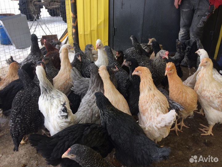 Куры Несушки