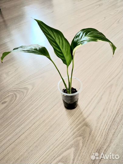 Спатифиллум пикассо