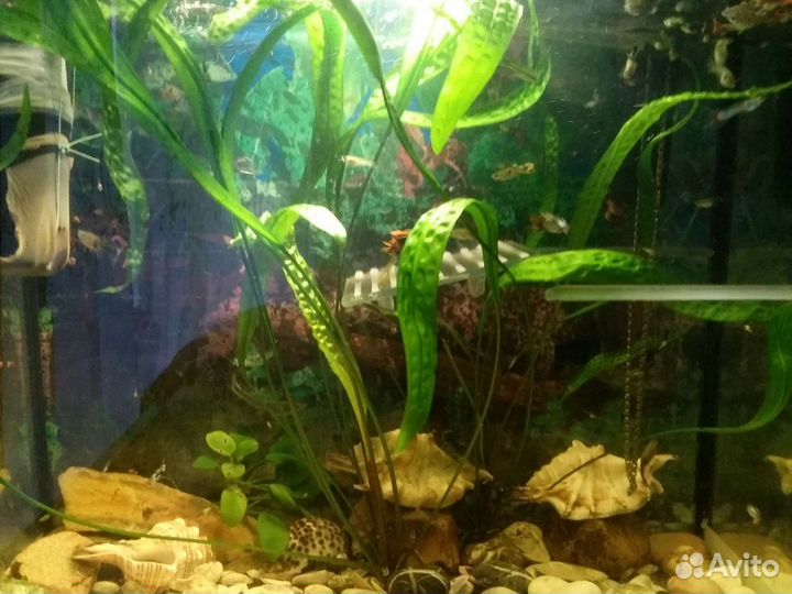 Рыбки гуппи мальки и взрослые, креветки