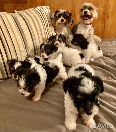 Щеночки мальчики Бивер Йоркширского терьера