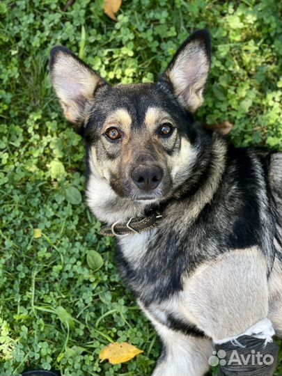 Молодой пёс в добрые руки