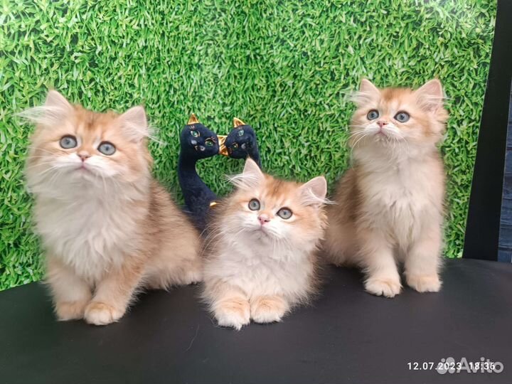 Британцы ny12