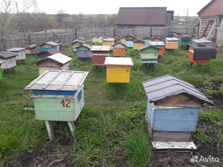 Готовая пасека