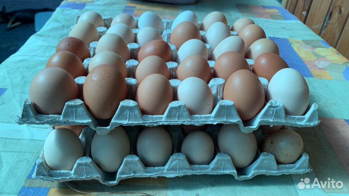 Яйца куриные и перепелиные домашние