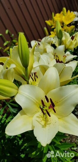 Саженцы роз и луковицы лилии