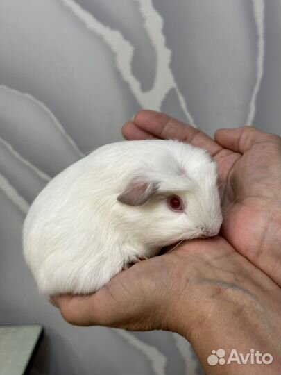 Морские свинки