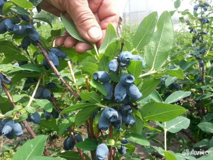 Саженцы жимолости Лакомка