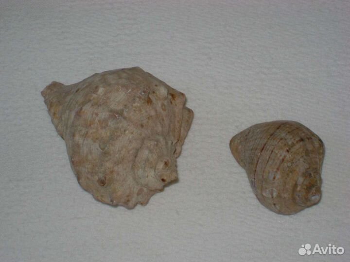 Морские ракушки раковины